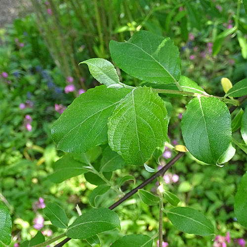 Sal-Weide / Salix caprea