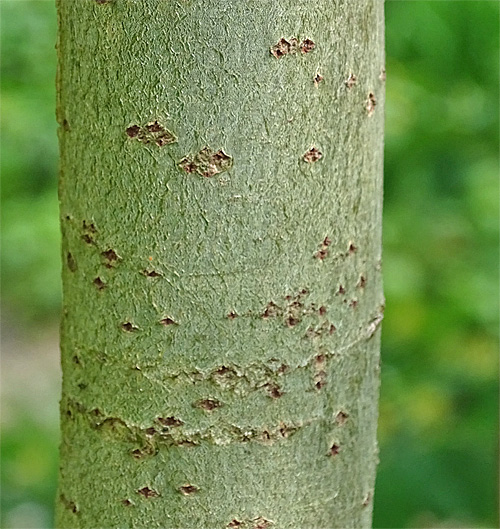 Sal-Weide / Salix caprea