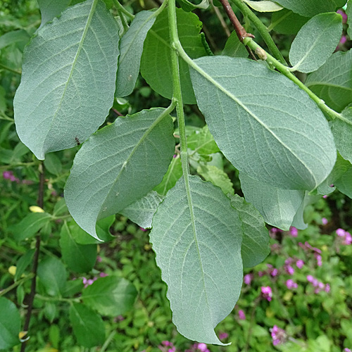 Sal-Weide / Salix caprea