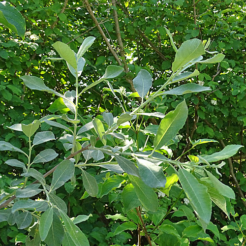 Grau-Weide / Salix cinerea