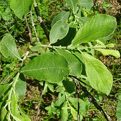 Grau-Weide / Salix cinerea