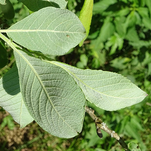 Grau-Weide / Salix cinerea