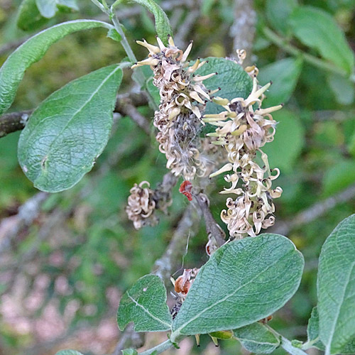 Grau-Weide / Salix cinerea