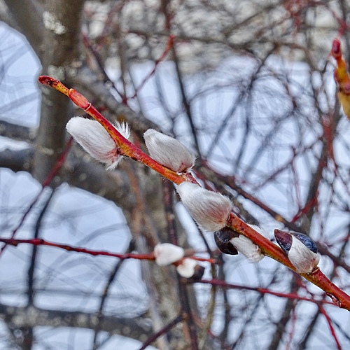 Reif-Weide / Salix daphnoides