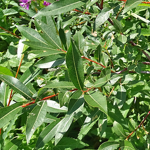 Reif-Weide / Salix daphnoides