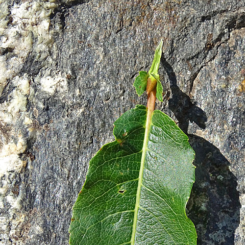 Reif-Weide / Salix daphnoides