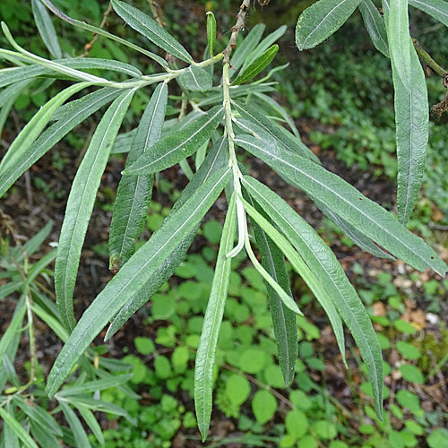 Lavendel-Weide / Salix elaeagnos