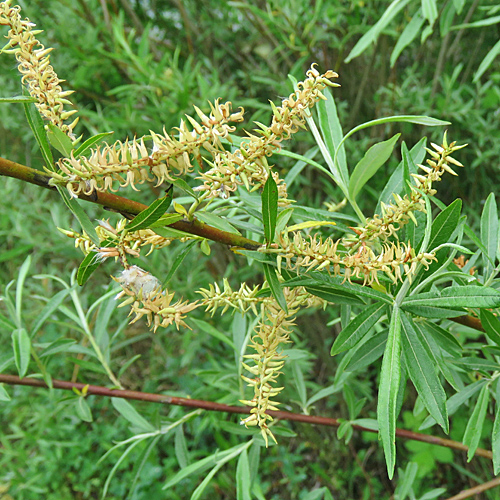 Lavendel-Weide / Salix elaeagnos