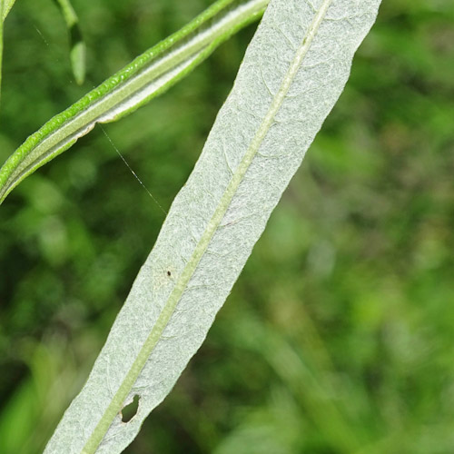 Lavendel-Weide / Salix elaeagnos