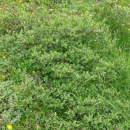 Stink-Weide / Salix foetida