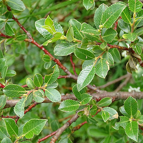 Stink-Weide / Salix foetida