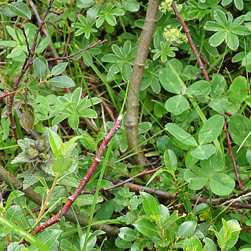 Stink-Weide / Salix foetida