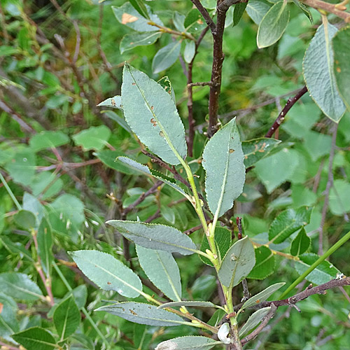 Stink-Weide / Salix foetida