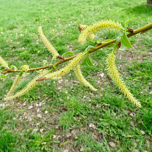 Bruch-Weide / Salix fragilis