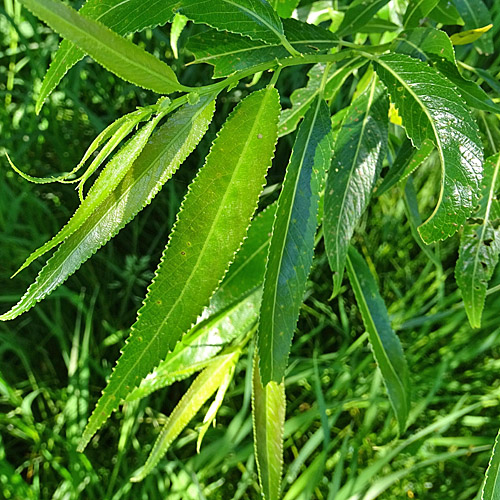 Bruch-Weide / Salix fragilis