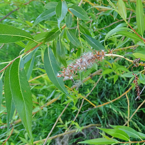 Bruch-Weide / Salix fragilis