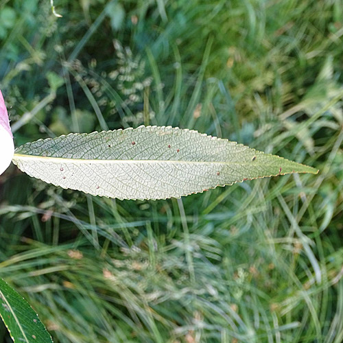 Bruch-Weide / Salix fragilis