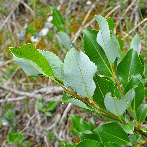 Kahle Weide / Salix glabra