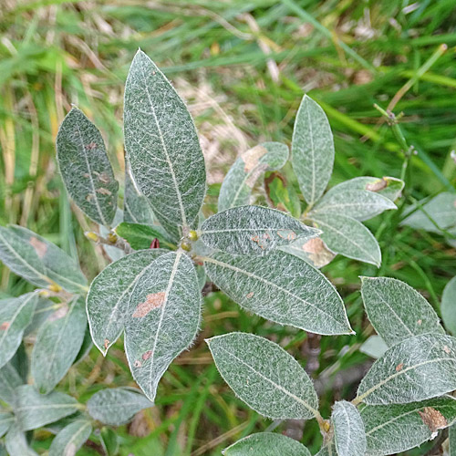 Seidenhaarige Weide / Salix glaucosericea