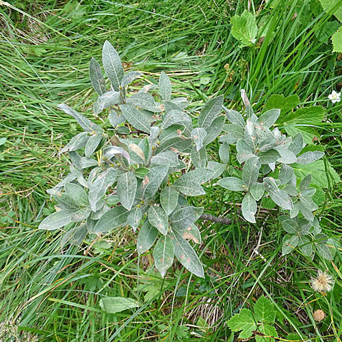 Seidenhaarige Weide / Salix glaucosericea