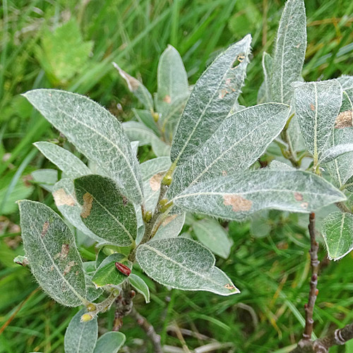 Seidenhaarige Weide / Salix glaucosericea