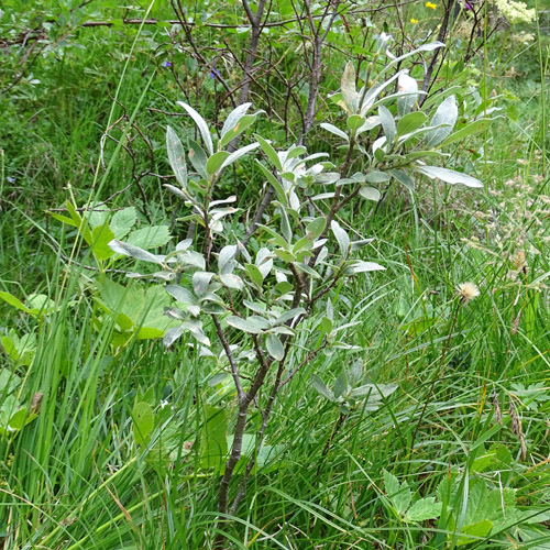 Seidenhaarige Weide / Salix glaucosericea