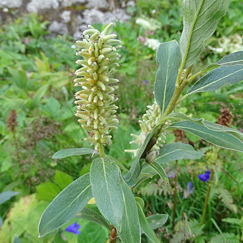 Seidenhaarige Weide / Salix glaucosericea