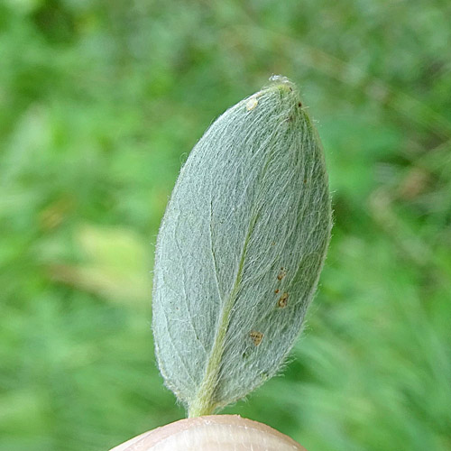 Seidenhaarige Weide / Salix glaucosericea