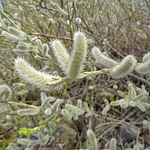 Schlankgrifflige Weide / Salix gracilistyla