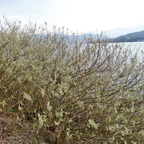 Schlankgrifflige Weide / Salix gracilistyla