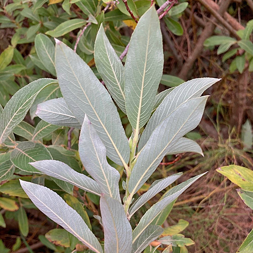Schlankgrifflige Weide / Salix gracilistyla