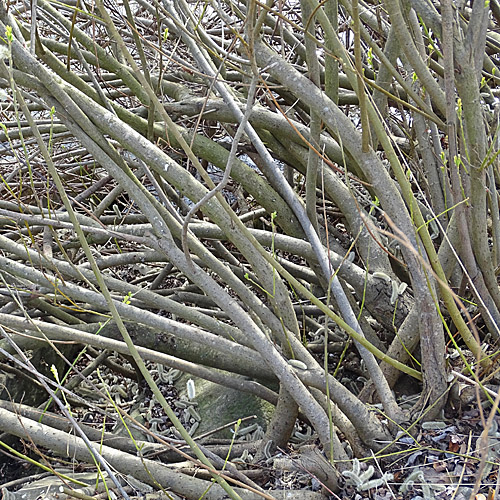 Schlankgrifflige Weide / Salix gracilistyla