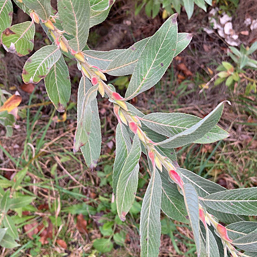 Schlankgrifflige Weide / Salix gracilistyla