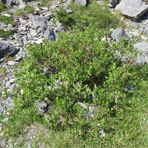 Spiessblättrige Weide / Salix hastata