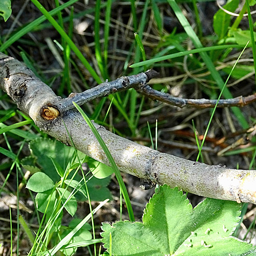 Spiessblättrige Weide / Salix hastata