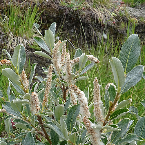 Schweizer Weide / Salix helvetica