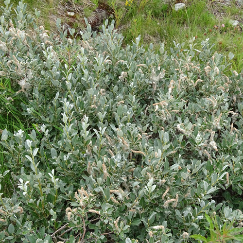 Schweizer Weide / Salix helvetica