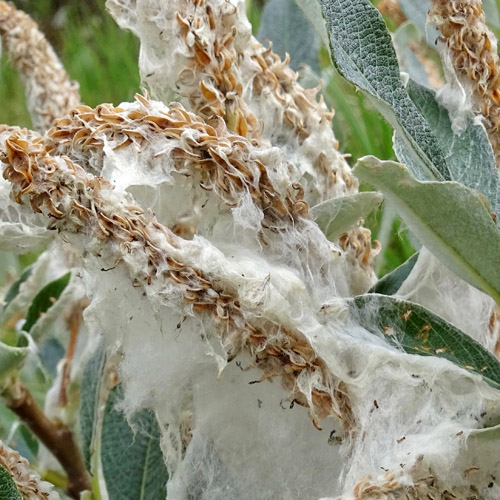 Schweizer Weide / Salix helvetica