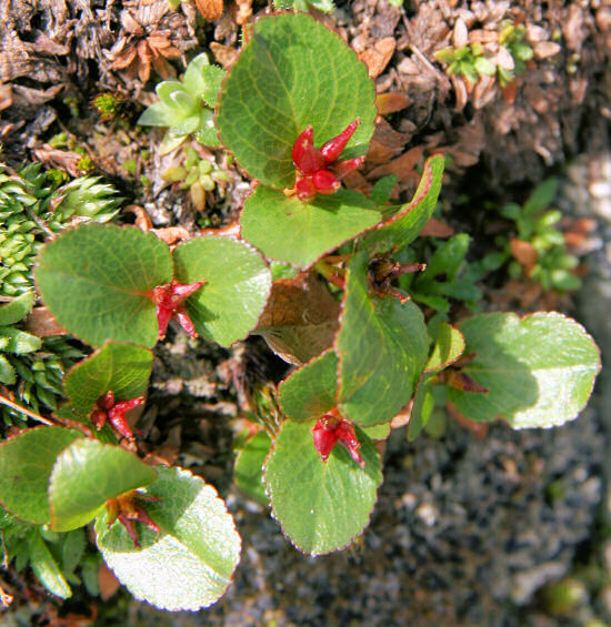 Kraut-Weide / Salix herbacea