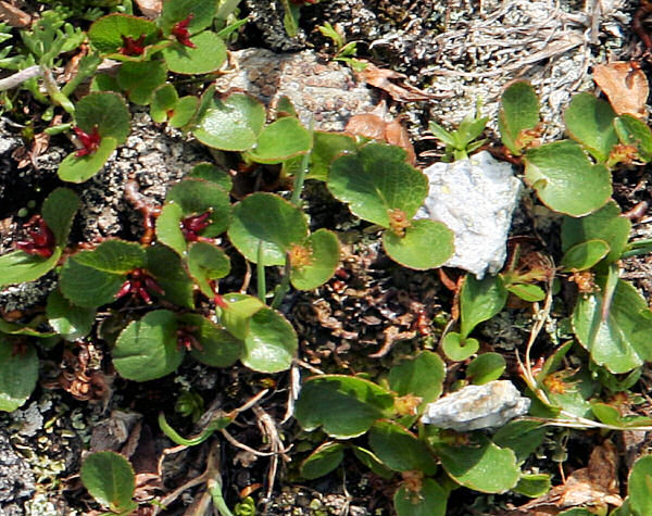 Kraut-Weide / Salix herbacea