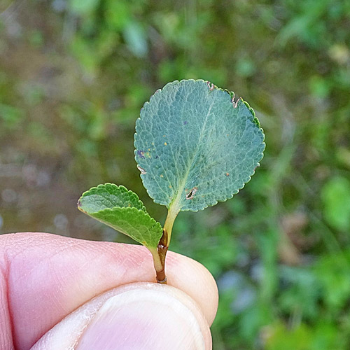 Kraut-Weide / Salix herbacea