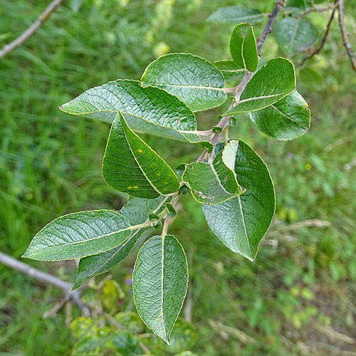 Gewöhnliche Schwarz-Weide / Salix myrsinifolia