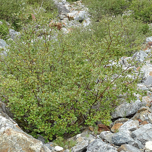 Gewöhnliche Schwarz-Weide / Salix myrsinifolia