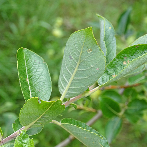 Gewöhnliche Schwarz-Weide / Salix myrsinifolia