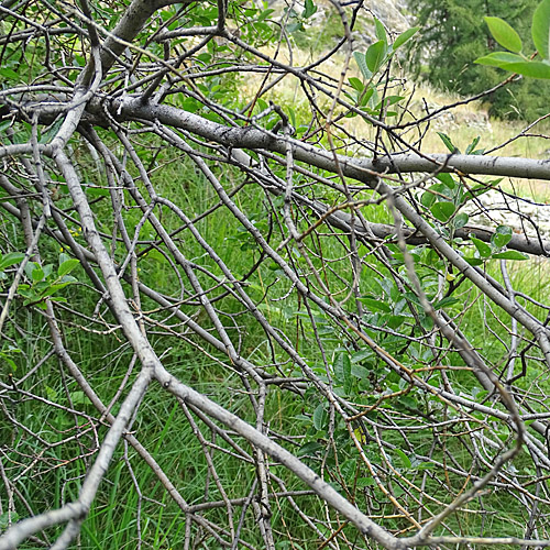 Gewöhnliche Schwarz-Weide / Salix myrsinifolia