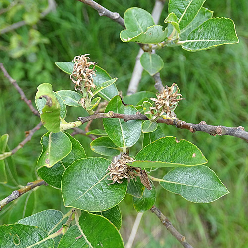 Gewöhnliche Schwarz-Weide / Salix myrsinifolia