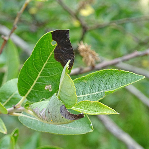 Gewöhnliche Schwarz-Weide / Salix myrsinifolia