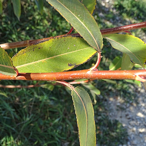 Lorbeer-Weide / Salix pentandra