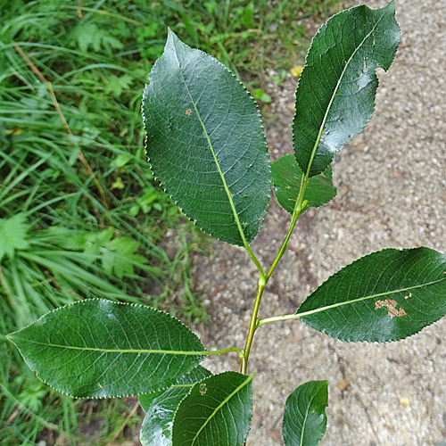Lorbeer-Weide / Salix pentandra