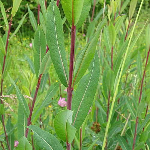 Purpur-Weide / Salix purpurea